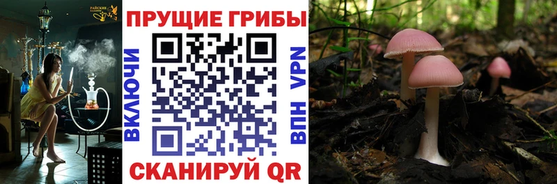 Галлюциногенные грибы Psilocybine cubensis Ветлуга